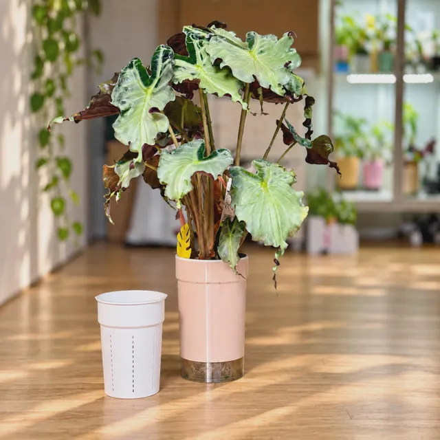 Self-Watering Pot